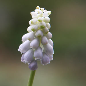 Muscari botryoides alba